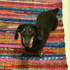 All Dogs Go To Heaven