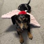 One Year of Miss Freckles: A Gotcha Day Love Letter